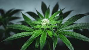 Cannabis Legalization and the New Age of Workplace Testing